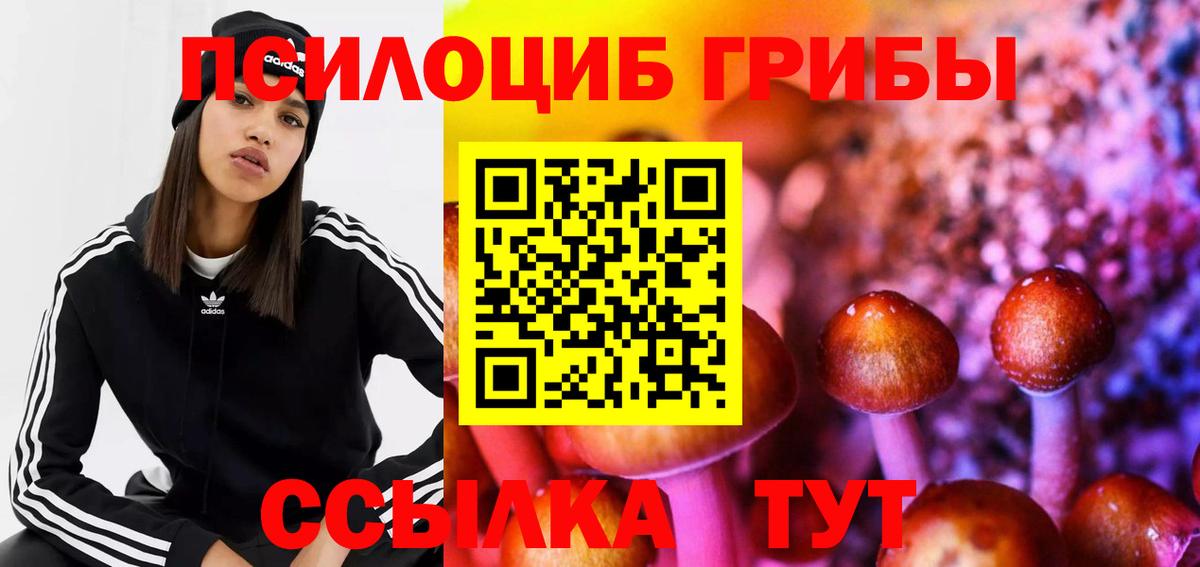 Галлюциногенные грибы Psilocybe Гатчина